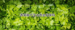 香菜种子没去壳会发芽吗,第1图