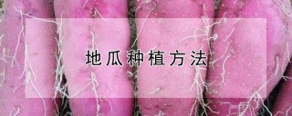 地瓜种植方法,第1图