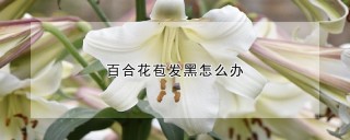 百合花苞发黑怎么办,第1图