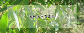 安树木水有毒吗,第1图