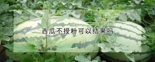 西瓜不授粉可以结果吗,第1图