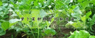 萝卜菜种植时间和方法,第1图