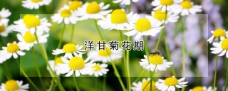 洋甘菊花期,第1图