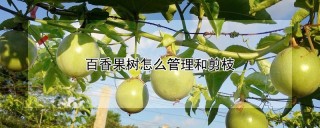 百香果树怎么管理和剪枝,第1图