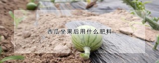 西瓜坐果后用什么肥料,第1图