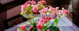 适合冬天阳台养的花,第1图