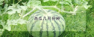 西瓜几月份种,第1图