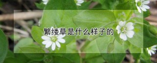 繁缕草是什么样子的,第1图