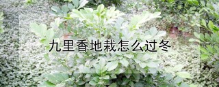 九里香地栽怎么过冬,第1图