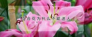 百合花为什么不能送人,第1图