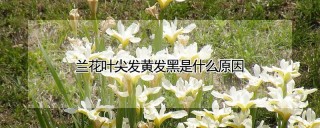 兰花叶尖发黄发黑是什么原因,第1图