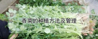 香菜的种植方法及管理,第1图