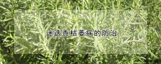 迷迭香枯萎病的防治,第1图