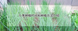 小葱种植时间和种植方法介绍,第1图