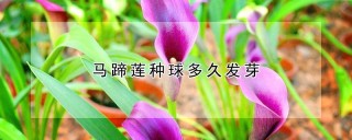 马蹄莲种球多久发芽,第1图