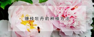 缠枝牡丹的种植方法,第1图