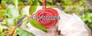 红木香有刺吗,第1图