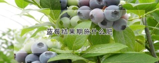 蓝莓结果期施什么肥,第1图