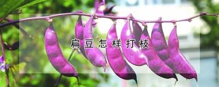 扁豆怎样打枝,第1图