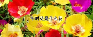 午时花是什么花,第1图