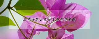 三角梅怎么养护才会开花不断,第1图