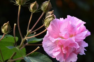 芙蓉花根部能泡水生根吗,第3图