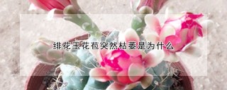 绯花玉花苞突然枯萎是为什么,第1图