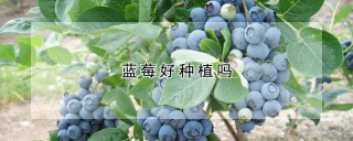 蓝莓好种植吗,第1图