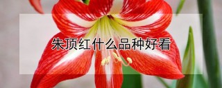 朱顶红什么品种好看,第1图