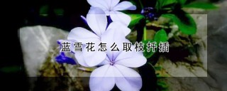 蓝雪花怎么取枝扦插,第1图