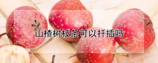 山楂树枝条可以扦插吗,第1图