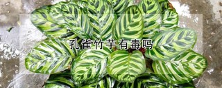 孔雀竹芋有毒吗,第1图