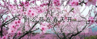 什么花在春天开,第1图