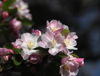 海棠花怎么扦插，海棠花的繁殖方法,第2图