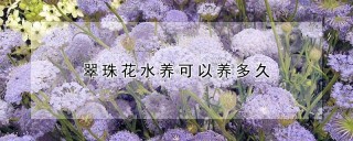 翠珠花水养可以养多久,第1图