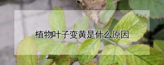 植物叶子变黄是什么原因,第1图