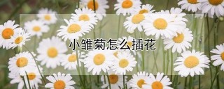 小雏菊怎么插花,第1图