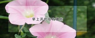 早上开的花有哪些,第1图