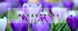 藏红花盆栽寿命有多长,第1图