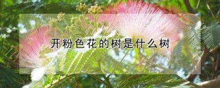 开粉色花的树是什么树,第1图