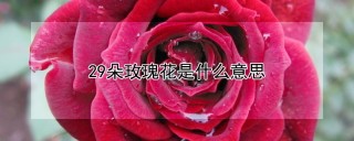 29朵玫瑰花是什么意思,第1图