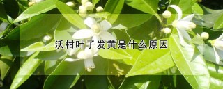 沃柑叶子发黄是什么原因,第1图