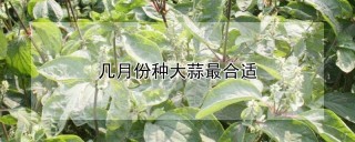 几月份种大蒜最合适,第1图