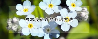 勿忘我花卉的栽培方法,第1图