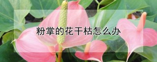 粉掌的花干枯怎么办,第1图