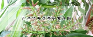 百合竹开花是好兆头吗,第1图