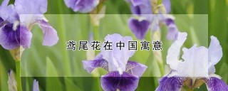 鸢尾花在中国寓意,第1图