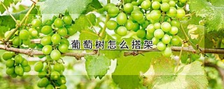 葡萄树怎么搭架,第1图