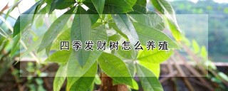 四季发财树怎么养殖,第1图