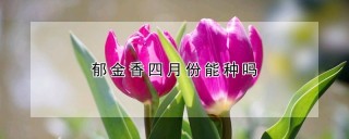 郁金香四月份能种吗,第1图